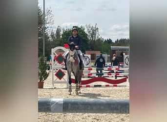 Schweizer Warmblut, Wallach, 5 Jahre, 165 cm, Schimmel