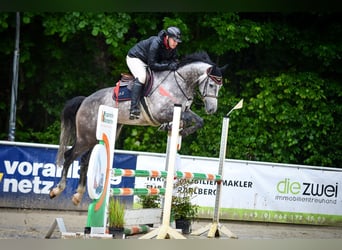 Schweizer Warmblut, Wallach, 5 Jahre, 174 cm, Apfelschimmel