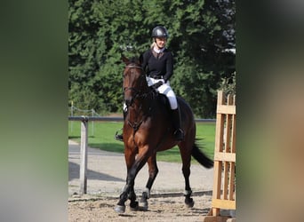 Schweizer Warmblut, Wallach, 5 Jahre, 175 cm, Brauner