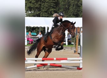 Schweizer Warmblut, Wallach, 5 Jahre, 175 cm, Brauner