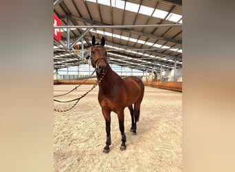 Schweizer Warmblut, Wallach, 5 Jahre, 175 cm, Brauner