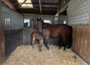 Schweizer Warmblut, Wallach, 5 Jahre, 175 cm, Brauner