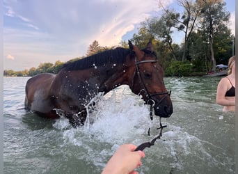 Schweizer Warmblut, Wallach, 5 Jahre, 175 cm, Brauner