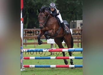 Schweizer Warmblut, Wallach, 5 Jahre, 175 cm, Brauner