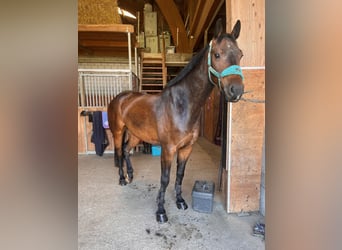 Schweizer Warmblut, Wallach, 5 Jahre, 175 cm, Brauner