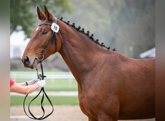 Schweizer Warmblut, Wallach, 5 Jahre, 175 cm, Brauner