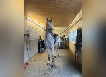 Schweizer Warmblut, Wallach, 5 Jahre, Schimmel