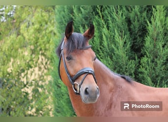 Schweizer Warmblut, Wallach, 6 Jahre, 166 cm
