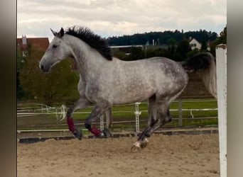 Schweizer Warmblut, Wallach, 6 Jahre, 167 cm, Schimmel