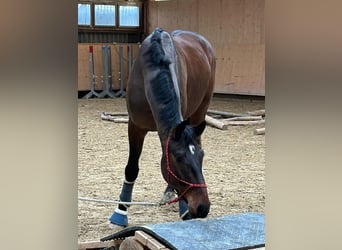 Schweizer Warmblut, Wallach, 6 Jahre, 180 cm, Dunkelbrauner