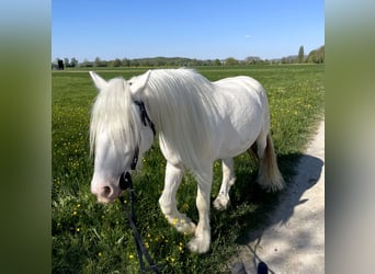 Schweizer Warmblut Mix, Wallach, 7 Jahre, 140 cm, Cremello