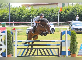 Schweizer Warmblut, Wallach, 7 Jahre, 164 cm, Brauner