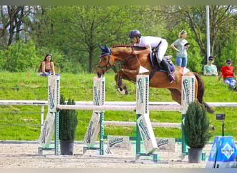 Schweizer Warmblut, Wallach, 7 Jahre, 165 cm, Fuchs