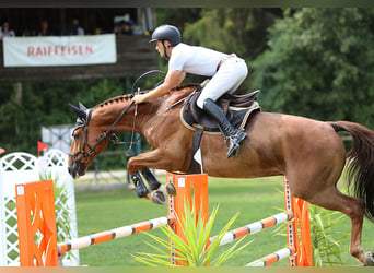 Schweizer Warmblut, Wallach, 7 Jahre, 165 cm, Fuchs