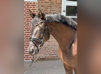 Schweizer Warmblut, Wallach, 7 Jahre, 169 cm