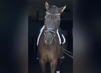 Schweizer Warmblut, Wallach, 7 Jahre, 169 cm