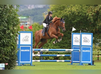 Schweizer Warmblut, Wallach, 8 Jahre, 168 cm, Fuchs