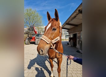 Schweizer Warmblut, Wallach, 8 Jahre, 168 cm, Fuchs