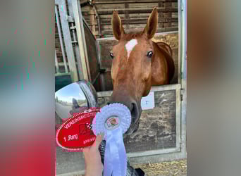 Schweizer Warmblut, Wallach, 8 Jahre, 168 cm, Fuchs