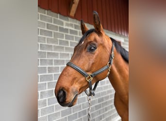 Schweizer Warmblut, Wallach, 8 Jahre, 169 cm, Brauner