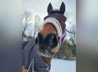 Schweizer Warmblut, Wallach, 8 Jahre, 172 cm, Brauner