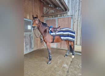 Schweizer Warmblut, Wallach, 8 Jahre, 172 cm, Brauner