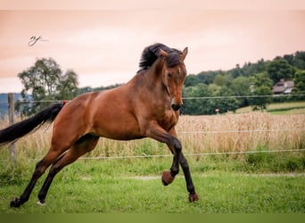 Schweizer Warmblut, Wallach, 8 Jahre, 172 cm, Brauner