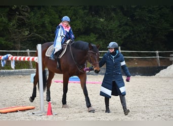 Schweizer Warmblut, Wallach, 8 Jahre, 172 cm, Brauner