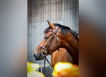 Schweizer Warmblut, Wallach, 8 Jahre, 172 cm, Brauner
