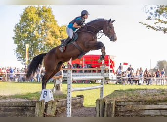 Schweizer Warmblut, Wallach, 8 Jahre, 172 cm, Brauner