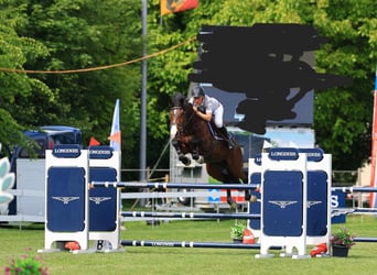 Schweizer Warmblut, Wallach, 8 Jahre, 172 cm, Brauner