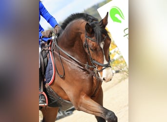 Schweizer Warmblut, Wallach, 8 Jahre, 172 cm, Brauner