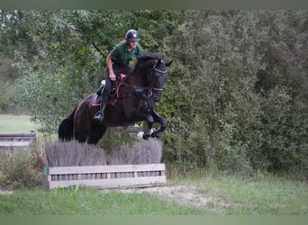 Schweizer Warmblut, Wallach, 8 Jahre, 174 cm, Rappe