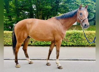 Schweizer Warmblut, Wallach, 8 Jahre, 175 cm, Brauner