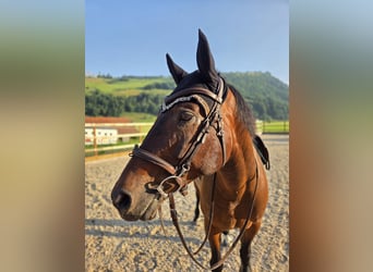 Schweizer Warmblut, Wallach, 9 Jahre, 165 cm, Brauner