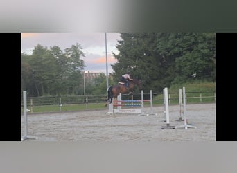 Schweizer Warmblut, Wallach, 9 Jahre, 165 cm, Brauner