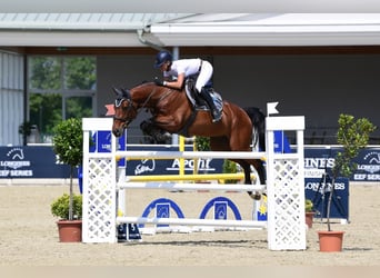 Schweizer Warmblut, Wallach, 9 Jahre, 168 cm, Brauner