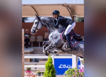 Schweizer Warmblut, Wallach, 9 Jahre, 172 cm, Schimmel