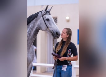 Schweizer Warmblut, Wallach, 9 Jahre, 172 cm, Schimmel