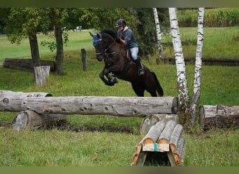 Schweizer Warmblut, Wallach, 9 Jahre, 174 cm, Rappe