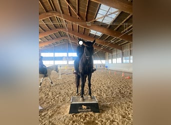 Schweizer Warmblut, Wallach, 9 Jahre, 174 cm, Rappe