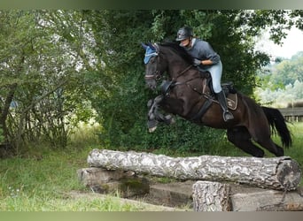 Schweizer Warmblut, Wallach, 9 Jahre, 174 cm, Rappe