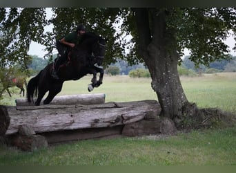 Schweizer Warmblut, Wallach, 9 Jahre, 174 cm, Rappe