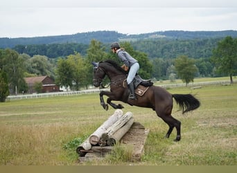 Schweizer Warmblut, Wallach, 9 Jahre, 174 cm, Rappe