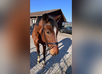 Schweizer Warmblut, Wallach, 9 Jahre, 175 cm, Brauner