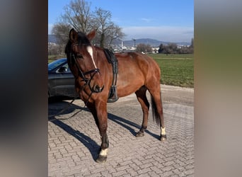 Schweizer Warmblut, Wallach, 9 Jahre, 175 cm, Brauner