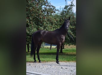 Schweizer Warmblut, Wallach, 9 Jahre, 175 cm, Rappe