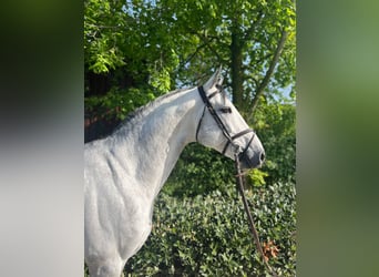 Schweizer Warmblut, Wallach, 9 Jahre, Schimmel