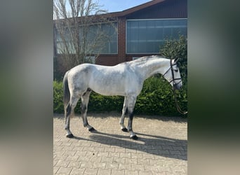 Schweizer Warmblut, Wallach, 9 Jahre, Schimmel