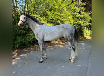Schweizer Warmblut, Wallach, 9 Jahre